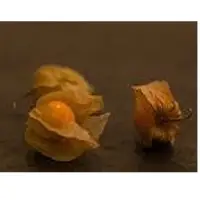 Physalis